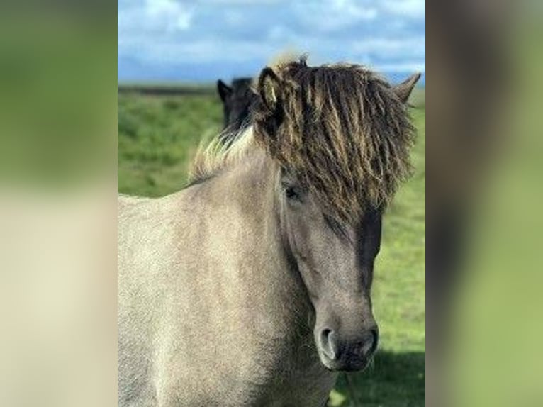 Islandpferd Stute 3 Jahre Falbe in S&#xFC;disland
