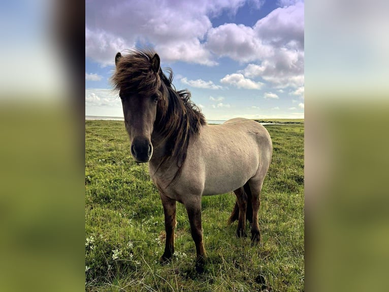 Islandpferd Stute 3 Jahre Falbe in S&#xFC;disland