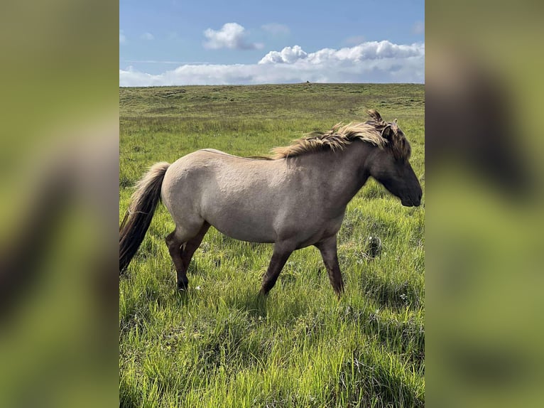 Islandpferd Stute 3 Jahre Falbe in S&#xFC;disland