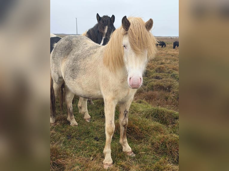 Islandpferd Stute 3 Jahre Fuchs in Borganes