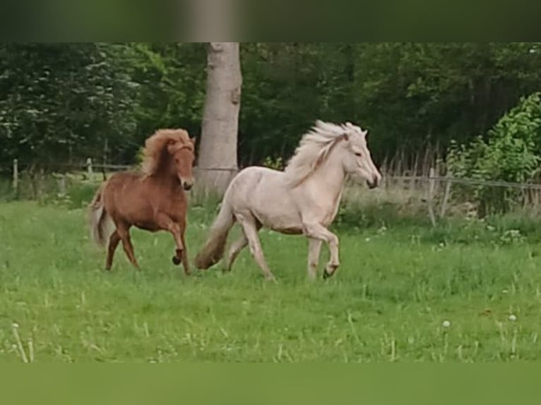 Islandpferd Stute 3 Jahre Palomino in Wiemersdorf