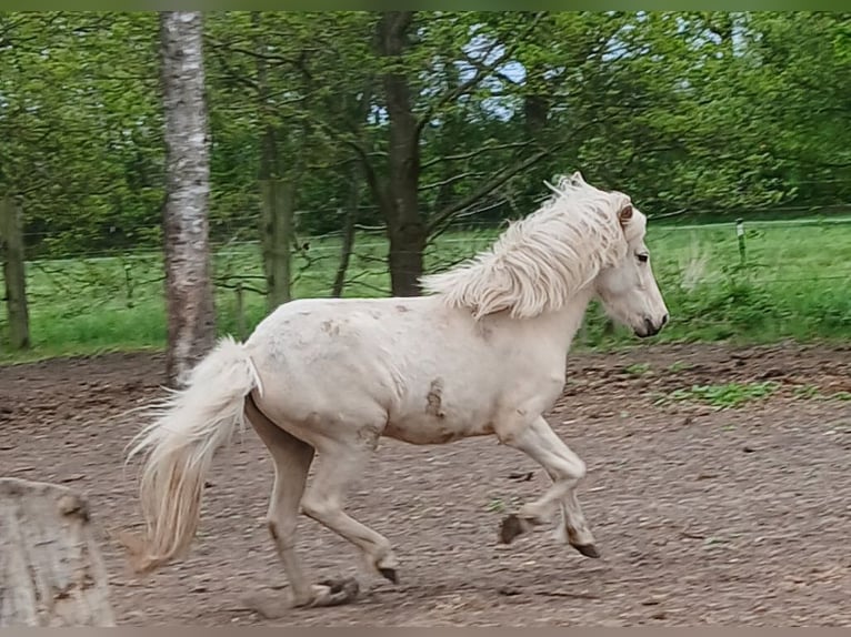 Islandpferd Stute 3 Jahre Palomino in Wiemersdorf