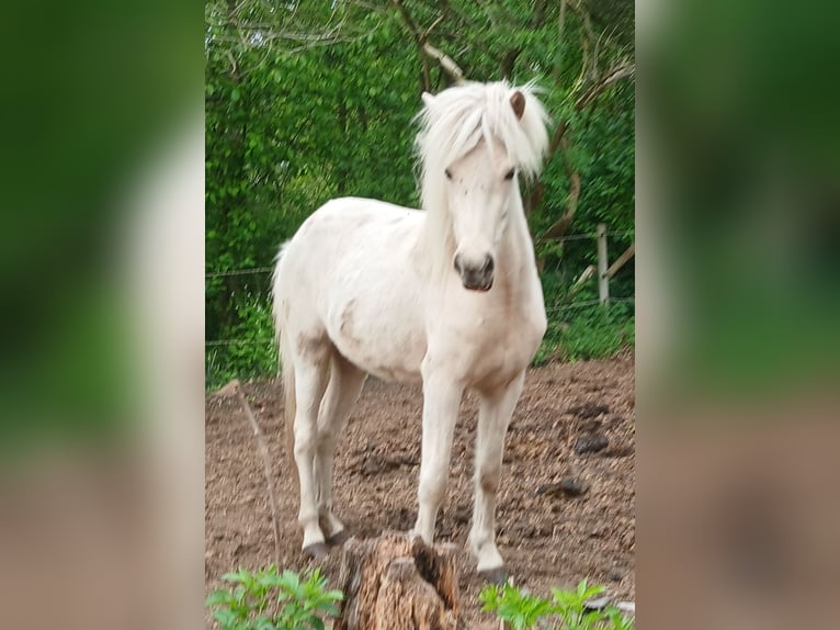 Islandpferd Stute 3 Jahre Palomino in Wiemersdorf