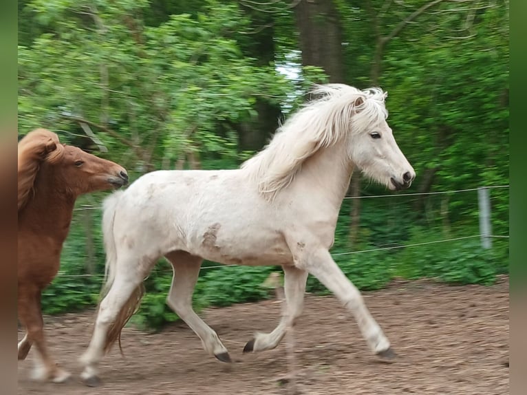 Islandpferd Stute 3 Jahre Palomino in Wiemersdorf