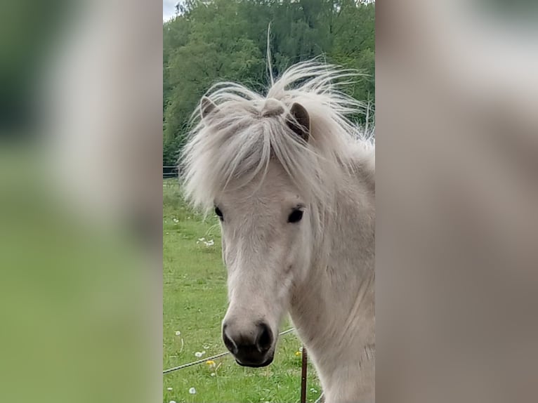 Islandpferd Stute 3 Jahre Palomino in Wiemersdorf