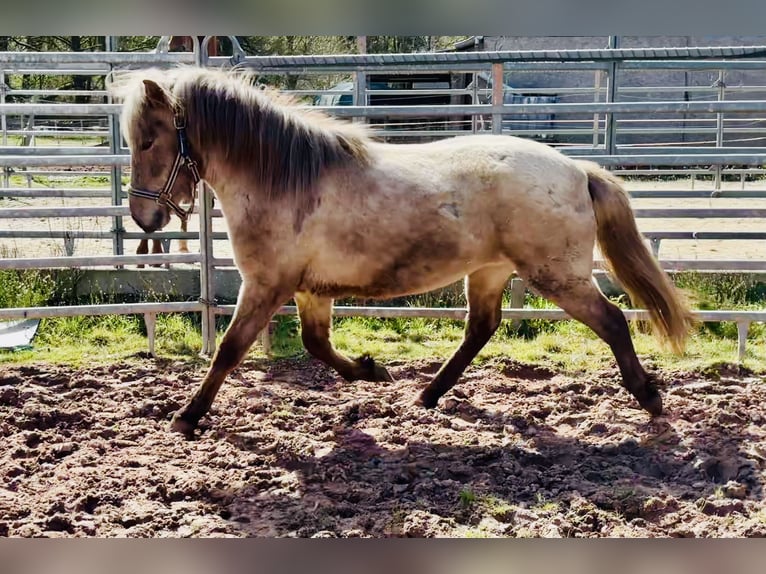 Islandpferd Stute 3 Jahre Roan-Red in Bexbach