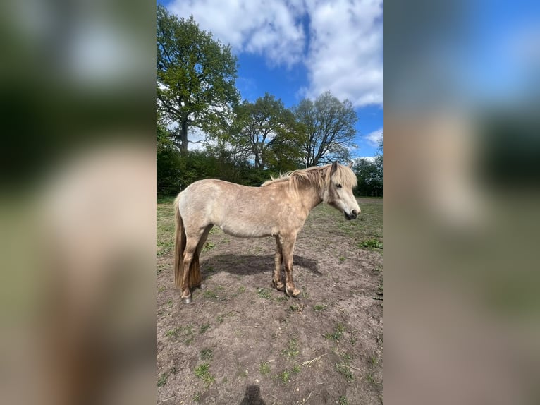 Islandpferd Stute 3 Jahre in Blunk