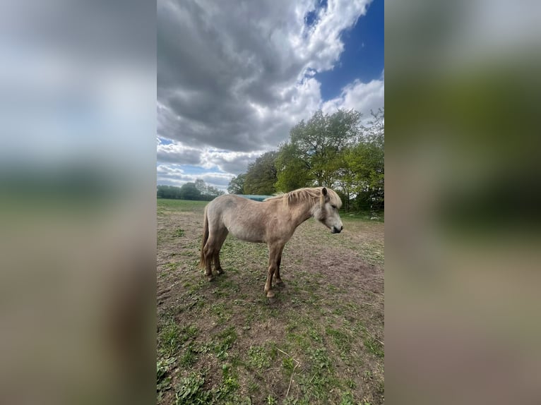 Islandpferd Stute 3 Jahre in Blunk