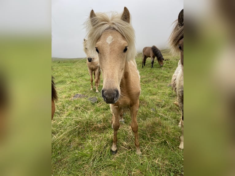 Islandpferd Stute 4 Jahre 132 cm Palomino in Blönduós