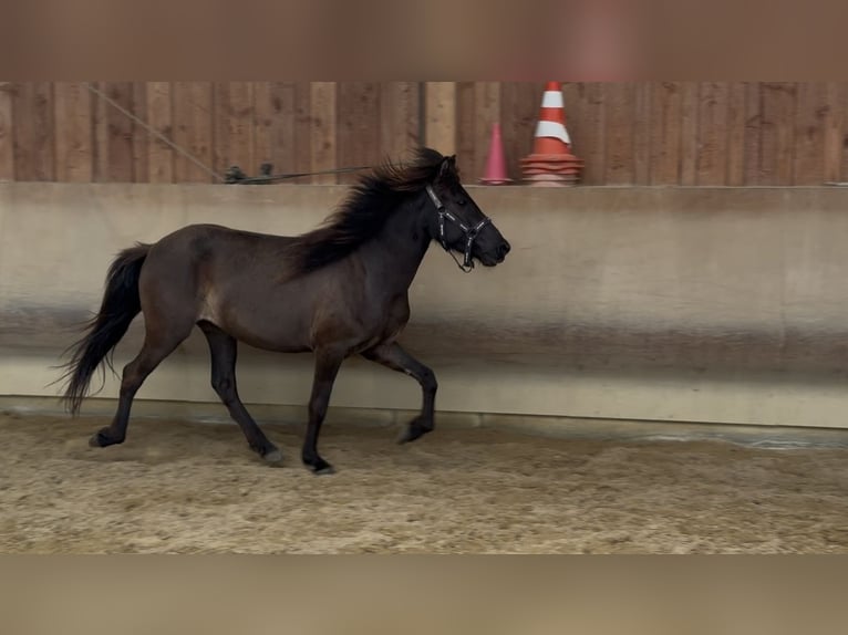 Islandpferd Stute 4 Jahre 132 cm Rappe in Fronreute