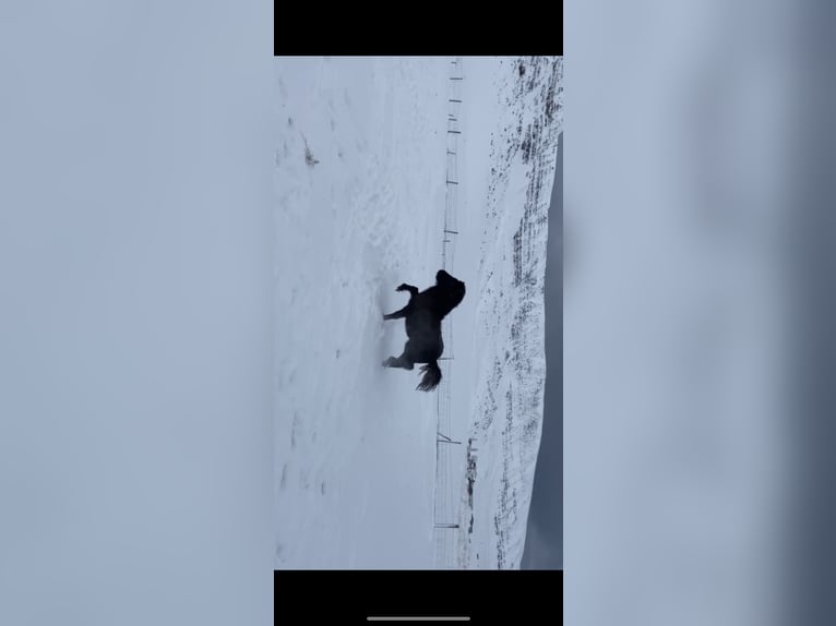 Islandpferd Stute 4 Jahre 132 cm Rappe in B&#xFA;&#xF0;ardal