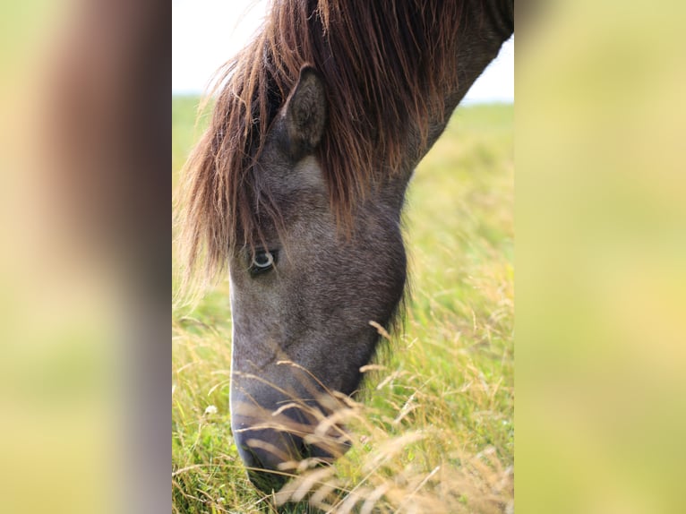 Islandpferd Stute 4 Jahre 132 cm Rappschimmel in Henne Strand