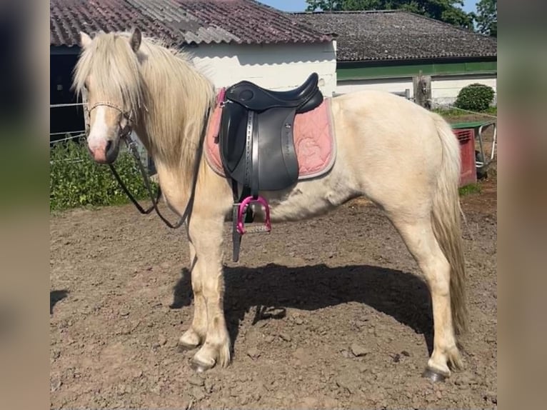 Islandpferd Stute 4 Jahre 134 cm Palomino in Morkhoven