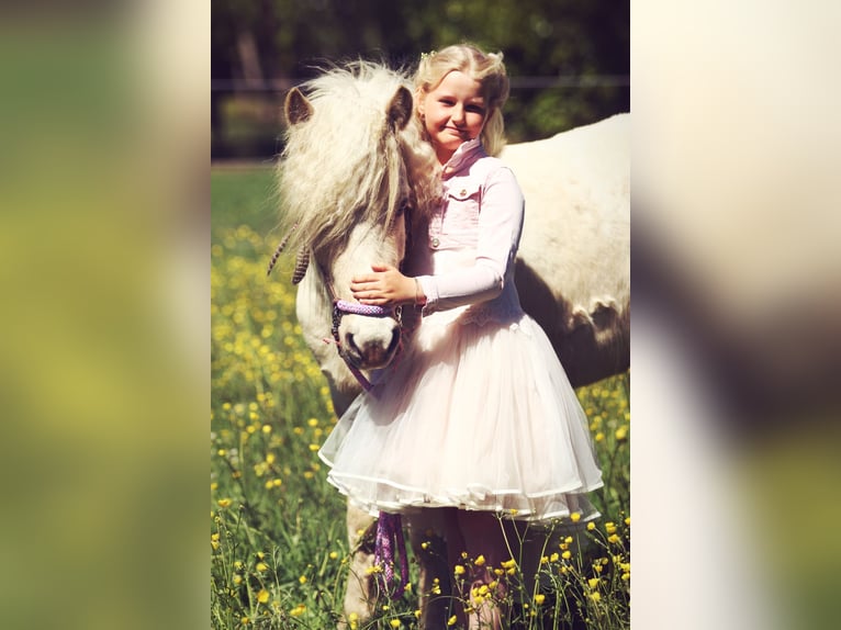 Islandpferd Stute 4 Jahre 134 cm Palomino in Morkhoven