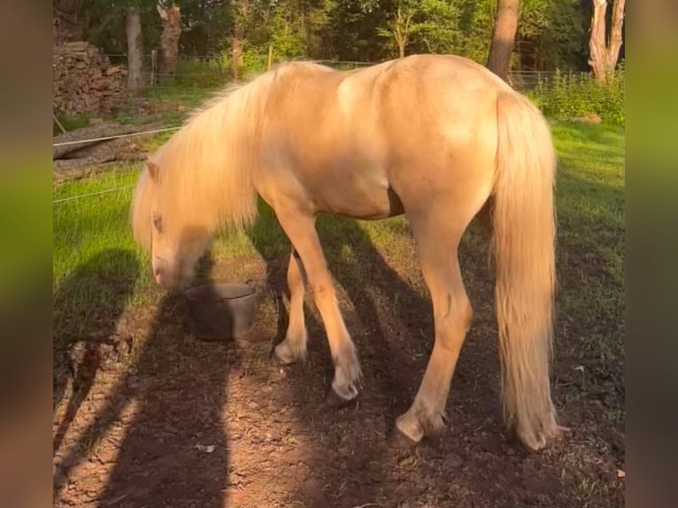 Islandpferd Stute 4 Jahre 134 cm Palomino in Testelt