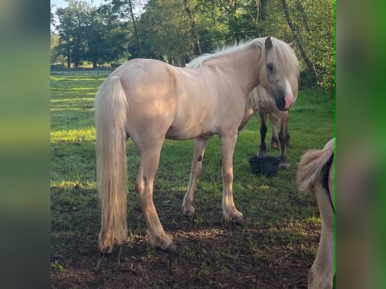 Islandpferd Stute 4 Jahre 134 cm Palomino in Testelt
