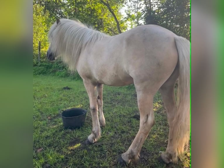 Islandpferd Stute 4 Jahre 134 cm Palomino in Testelt