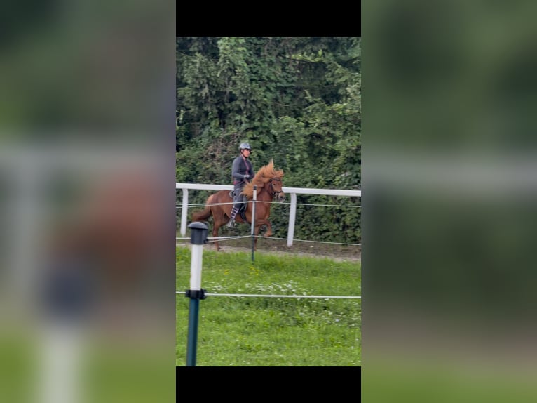 Islandpferd Stute 4 Jahre 135 cm Dunkelfuchs in Weidling