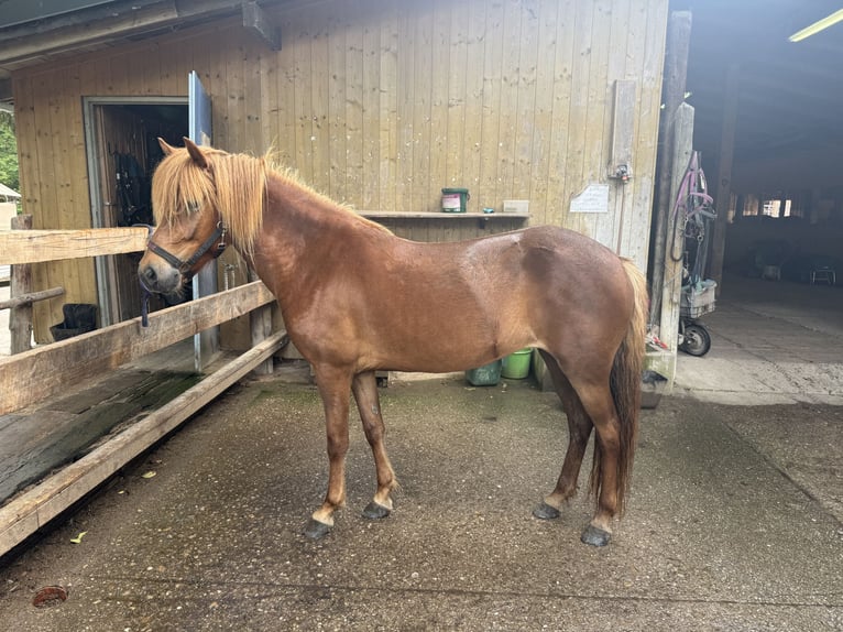 Islandpferd Stute 4 Jahre 135 cm Dunkelfuchs in Weidling