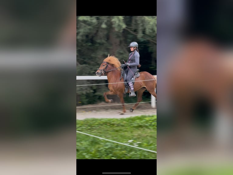 Islandpferd Stute 4 Jahre 135 cm Dunkelfuchs in Weidling