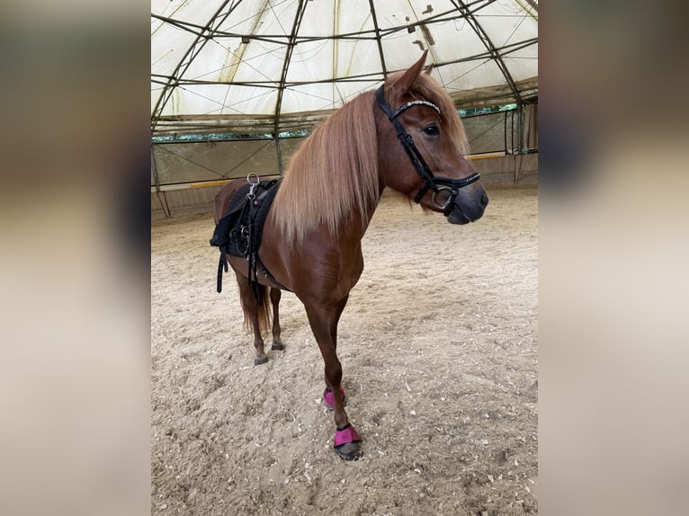 Islandpferd Stute 4 Jahre 135 cm Dunkelfuchs in Weidling