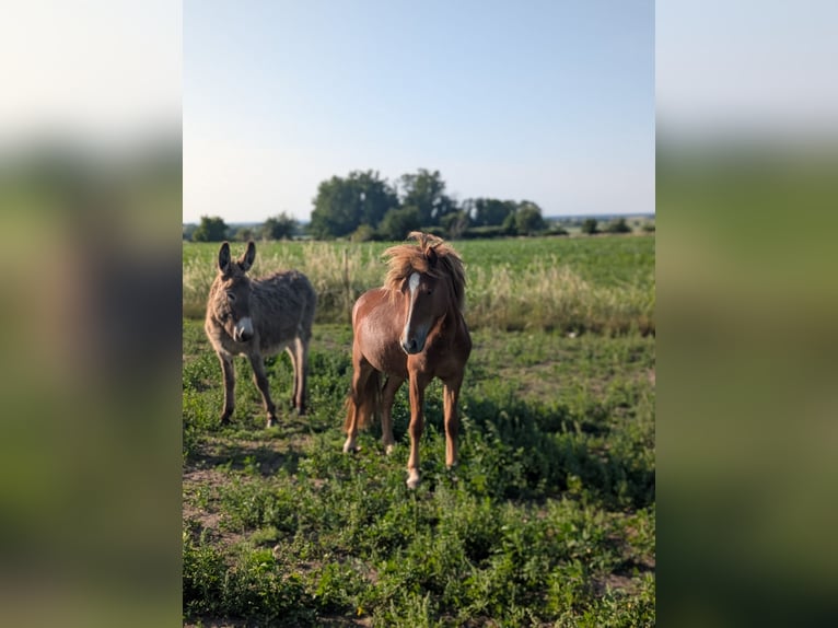 Islandpferd Stute 4 Jahre 136 cm Fuchs in Zeppernick