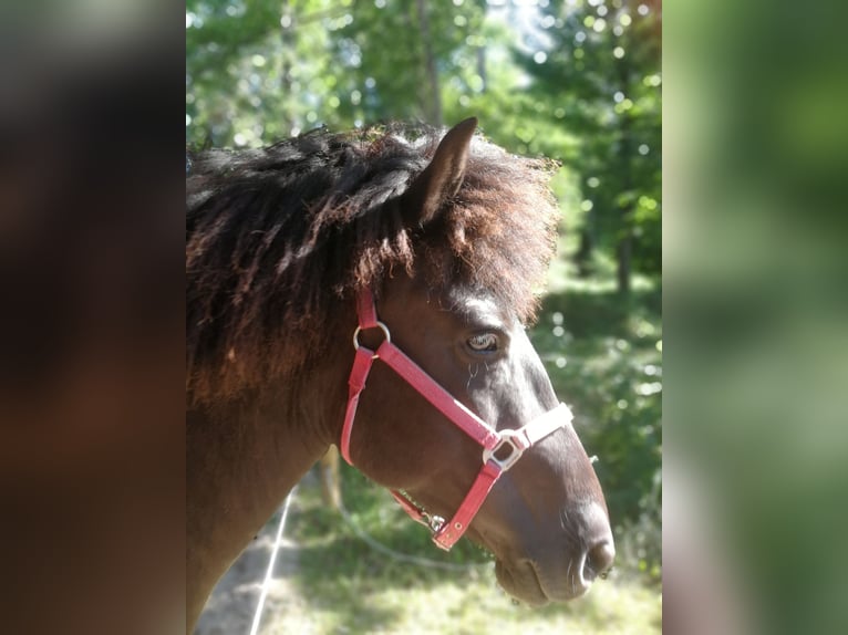 Islandpferd Stute 4 Jahre 136 cm Rappe in Iffeldorf