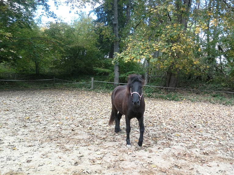 Islandpferd Stute 4 Jahre 136 cm Rappe in Iffeldorf