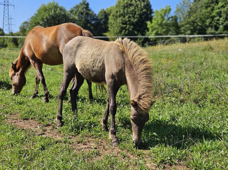Islandpferd Stute 4 Jahre 137 cm Brauner in Prestranek