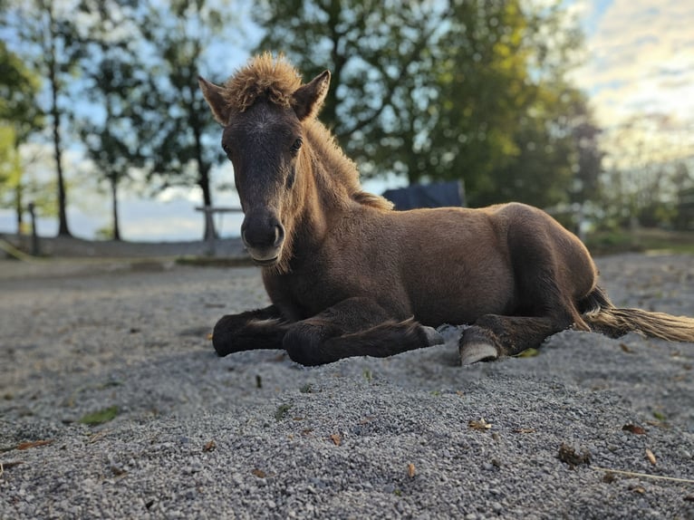 Islandpferd Stute 4 Jahre 137 cm Brauner in Prestranek