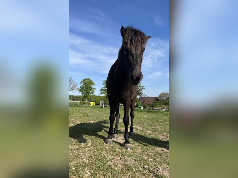 Islandpferd Stute 4 Jahre 137 cm Rappe in Bissendorf