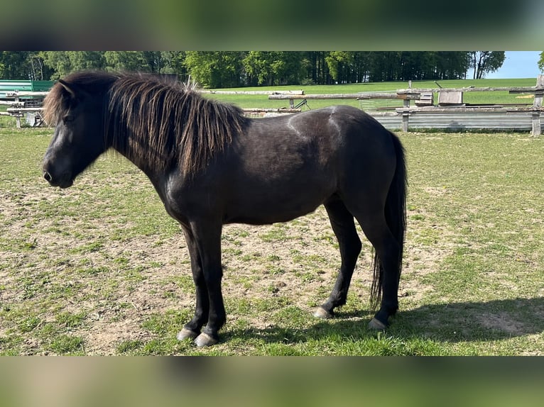 Islandpferd Stute 4 Jahre 137 cm Rappe in Bissendorf