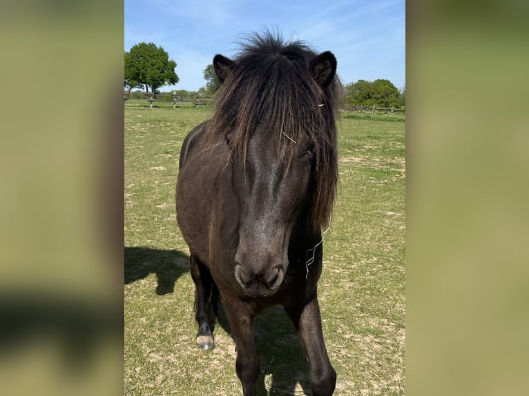 Islandpferd Stute 4 Jahre 137 cm Rappe in Bissendorf