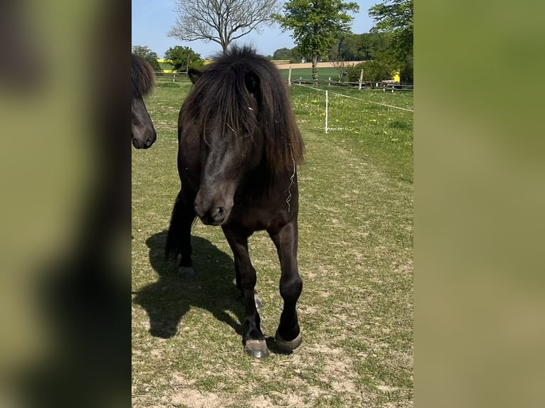 Islandpferd Stute 4 Jahre 137 cm Rappe in Bissendorf