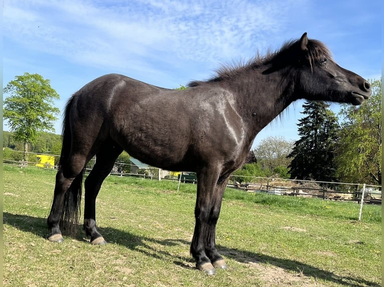 Islandpferd Stute 4 Jahre 137 cm Rappe in Bissendorf