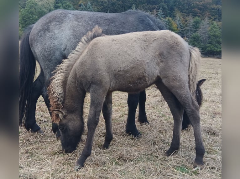 Islandpferd Stute 4 Jahre 137 cm Roan-Blue in Saarland