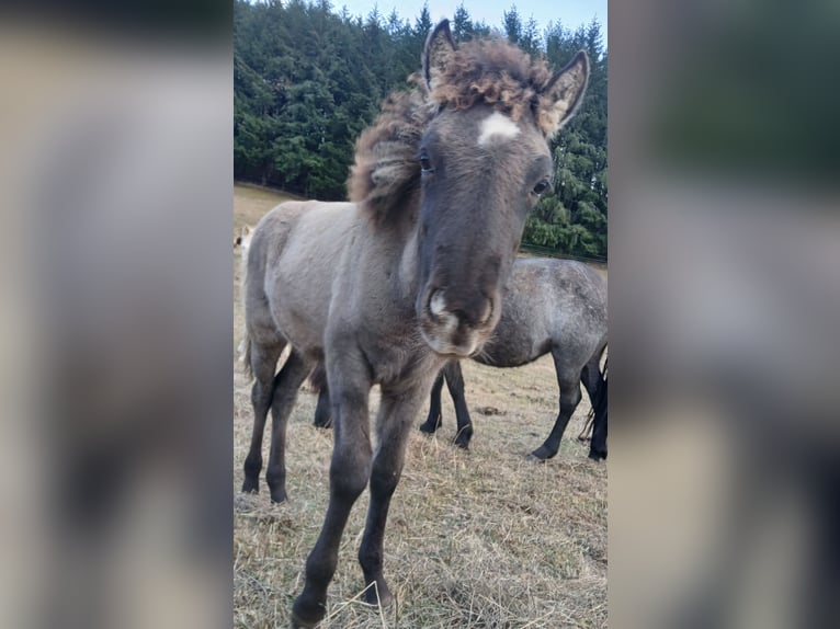 Islandpferd Stute 4 Jahre 137 cm Roan-Blue in Saarland