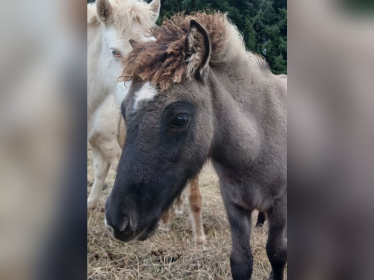 Islandpferd Stute 4 Jahre 137 cm Roan-Blue in Saarland
