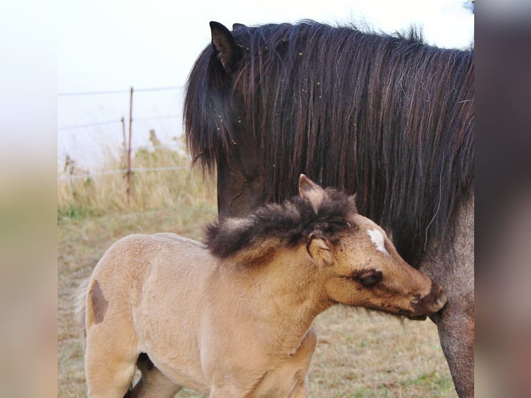 Islandpferd Stute 4 Jahre 137 cm Roan-Blue in Saarland
