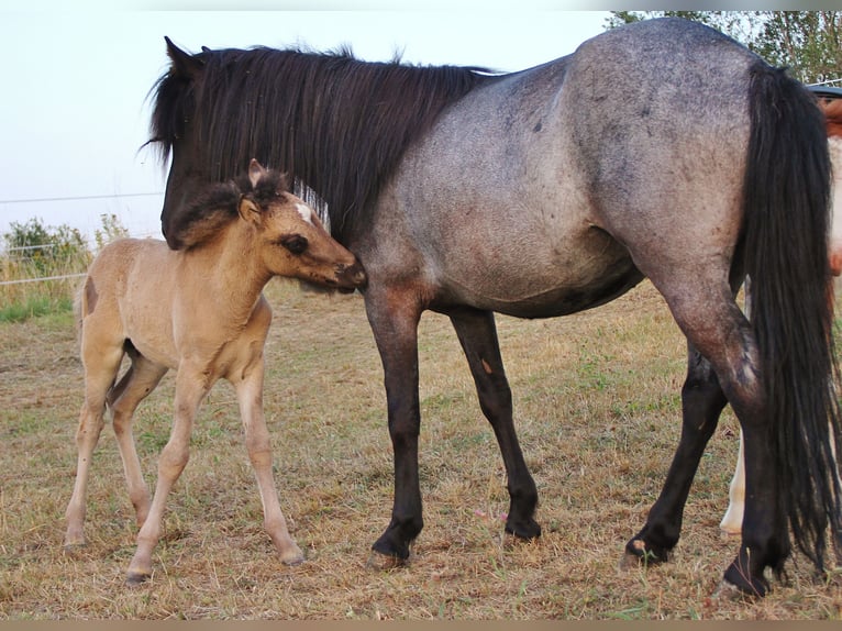 Islandpferd Stute 4 Jahre 137 cm Roan-Blue in Saarland