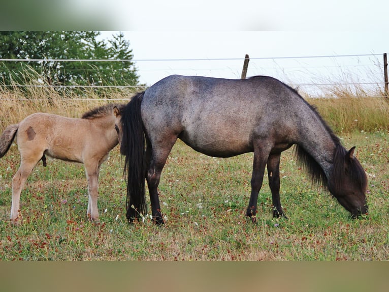 Islandpferd Stute 4 Jahre 137 cm Roan-Blue in Saarland