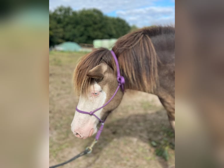 Islandpferd Stute 4 Jahre 138 cm in Blunk