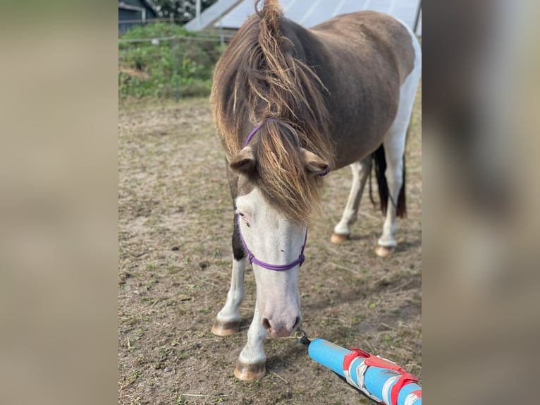Islandpferd Stute 4 Jahre 138 cm in Blunk