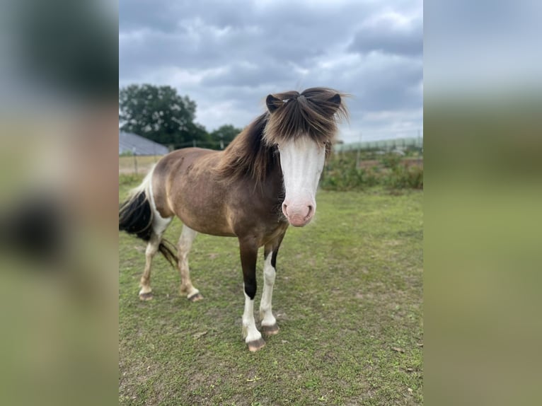 Islandpferd Stute 4 Jahre 138 cm in Blunk