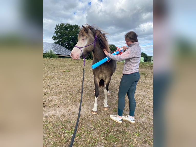 Islandpferd Stute 4 Jahre 138 cm in Blunk
