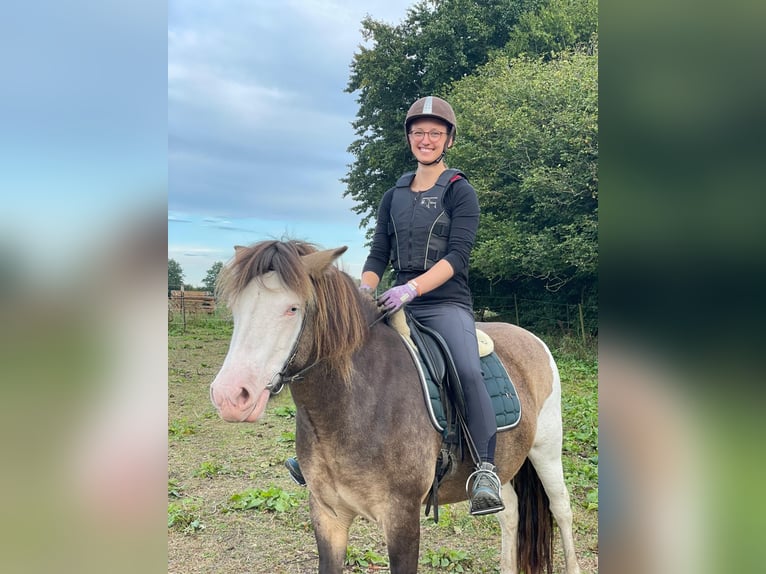 Islandpferd Stute 4 Jahre 138 cm in Blunk