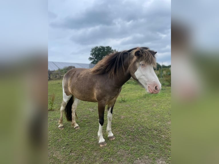 Islandpferd Stute 4 Jahre 138 cm in Blunk