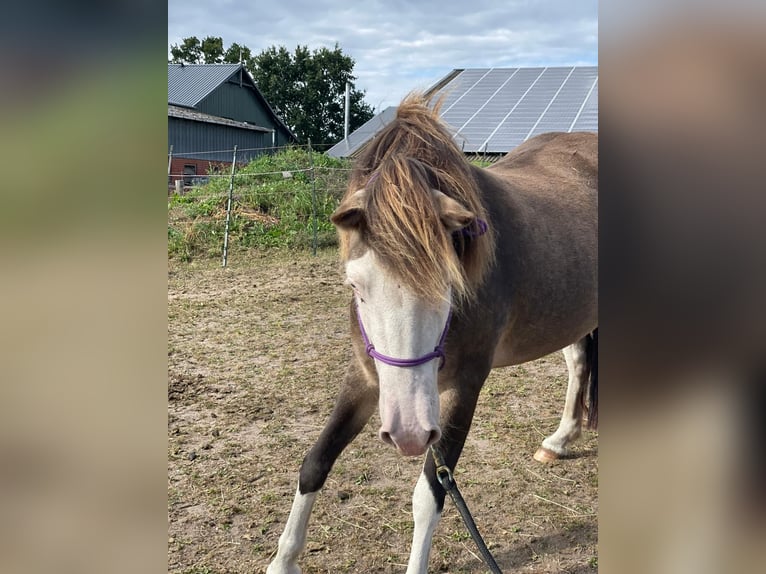 Islandpferd Stute 4 Jahre 138 cm in Blunk