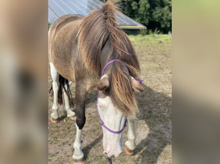 Islandpferd Stute 4 Jahre 138 cm in Blunk