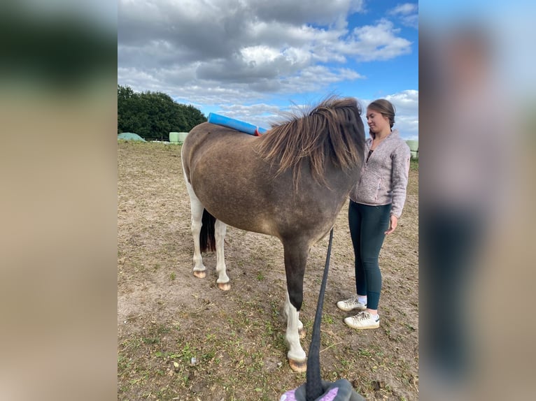 Islandpferd Stute 4 Jahre 138 cm in Blunk